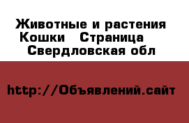 Животные и растения Кошки - Страница 2 . Свердловская обл.